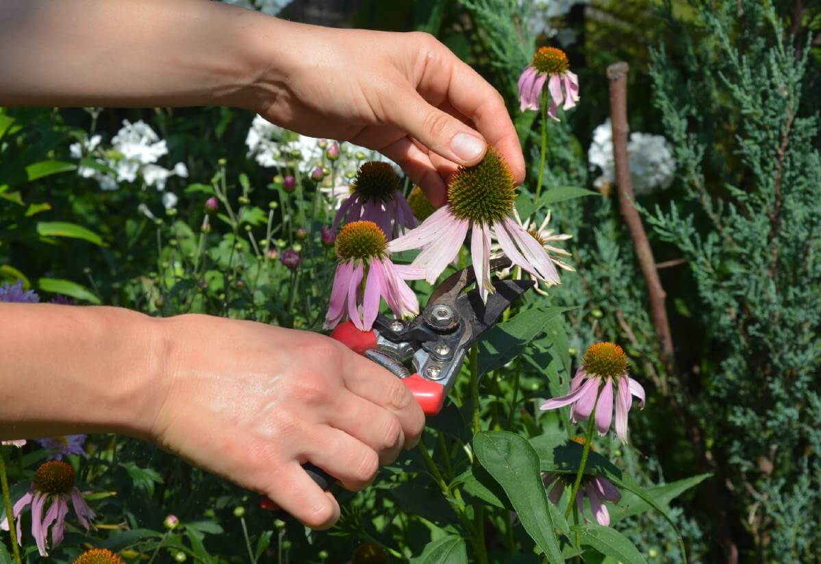 deadheading echinacea with nippers