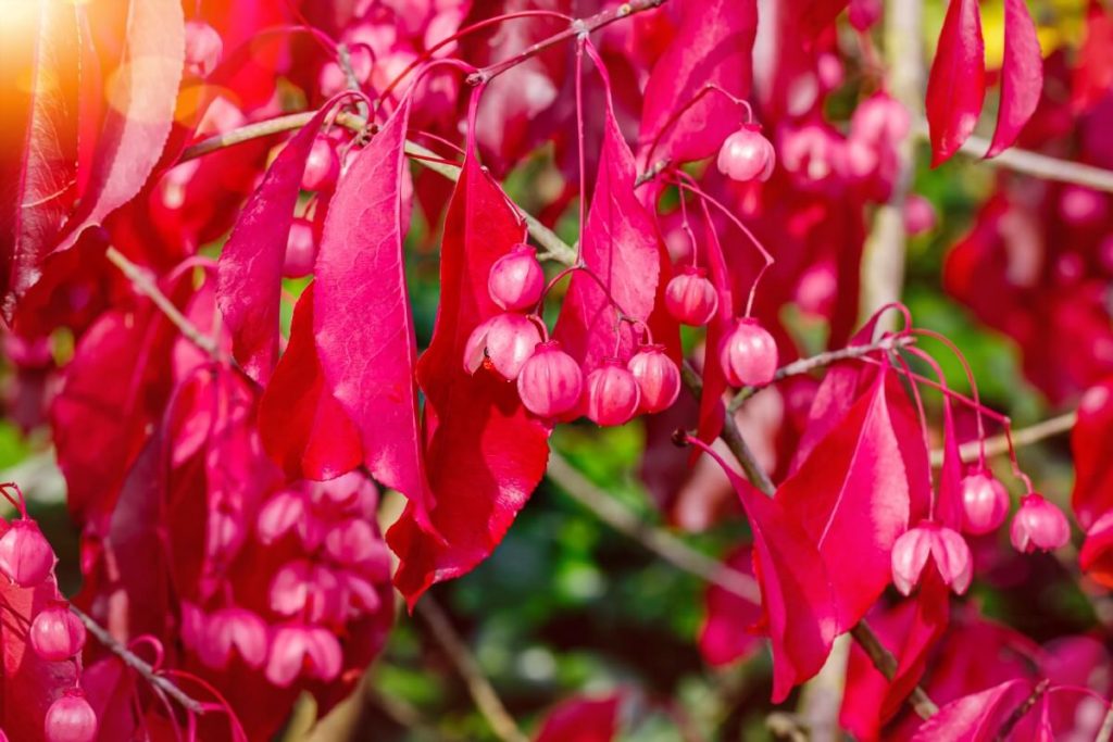 drooping delicate eastern wahoo flowers