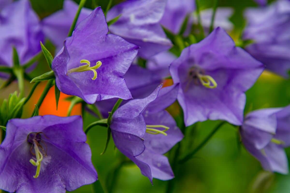 Papery purple bell shaped peach leaved bellflowers with yellow stamens