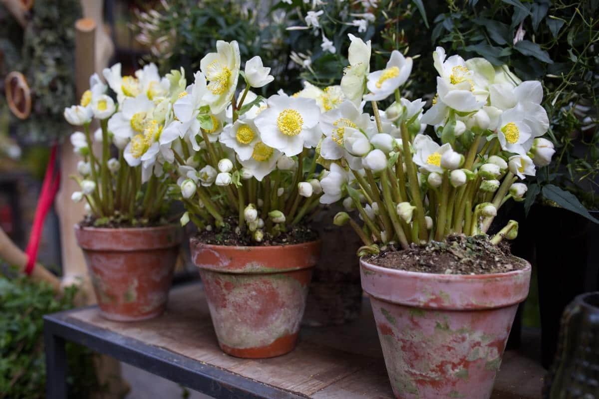 White hellebore Christmas Rose in pots