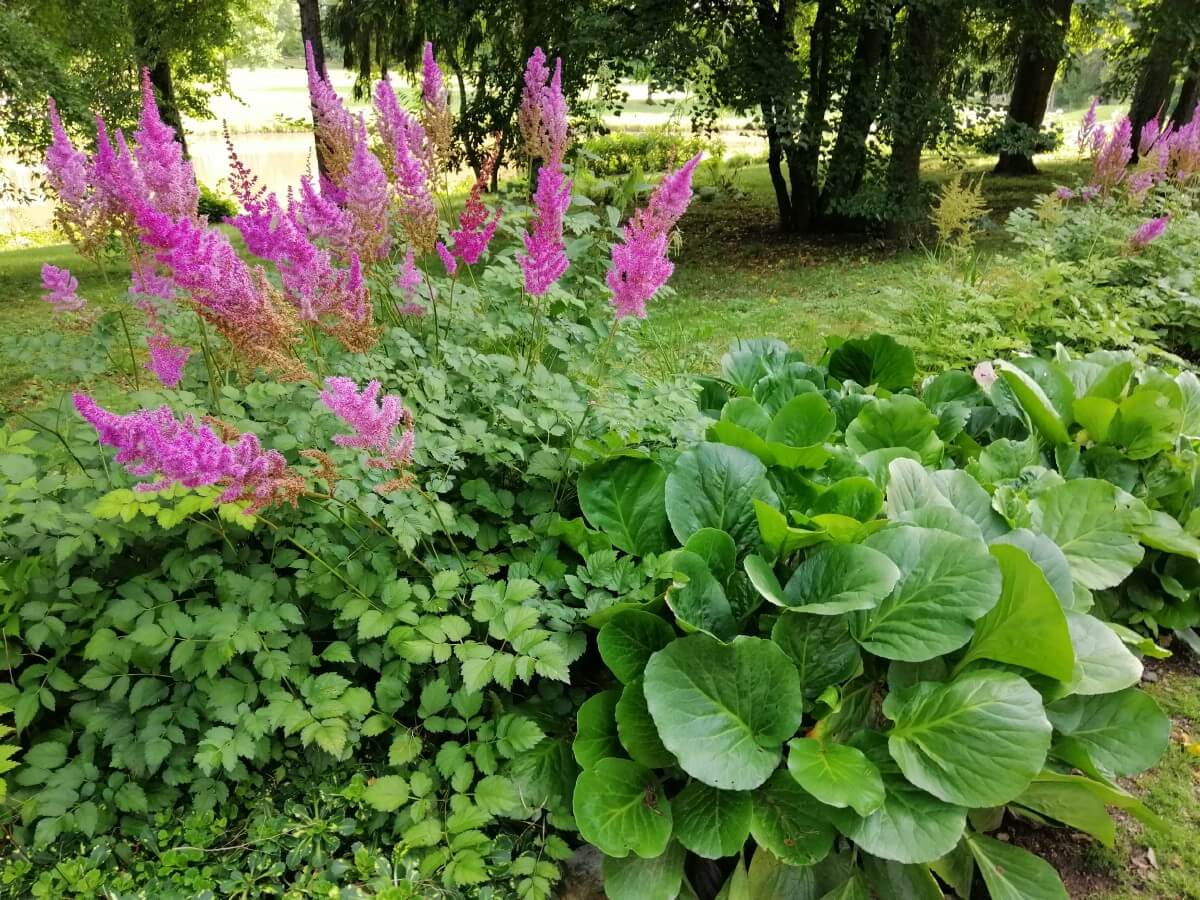 Large Astilbe plants in mixed landscape planting