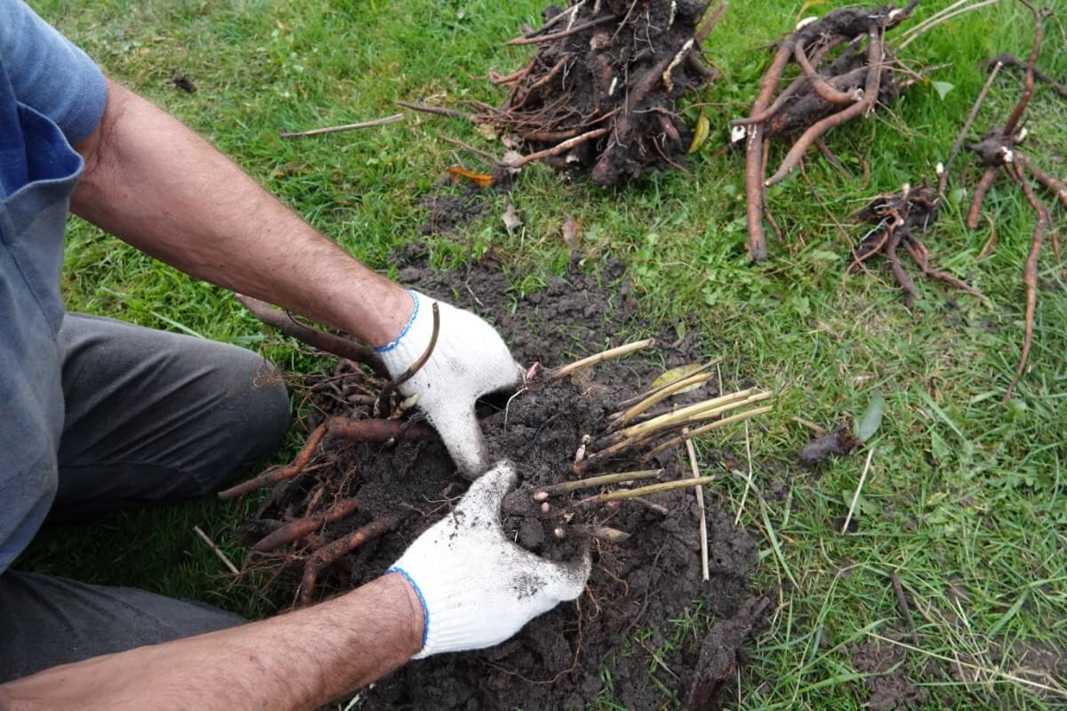 dividing and transplanting peonies