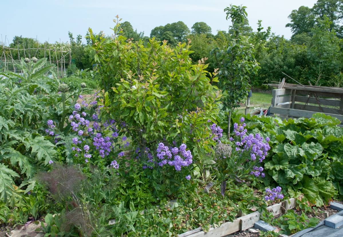 tall phlox in a mixed garden bed