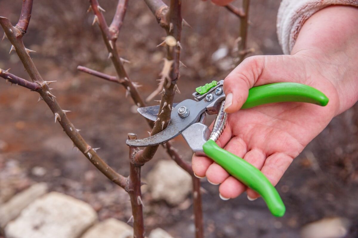 pruning dormant rose bushes with pruners