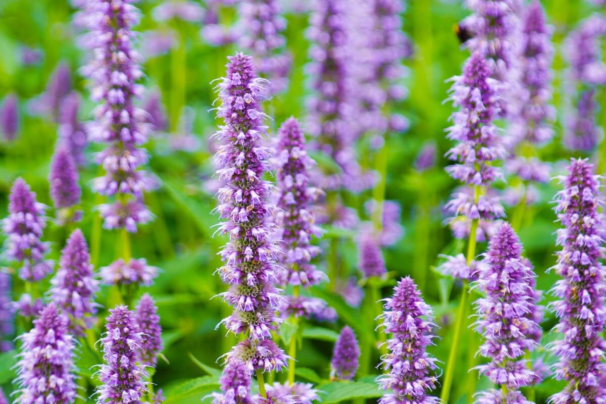 spikes of purple agastache hummingbird mint with light spiking flowers at blossoms tips