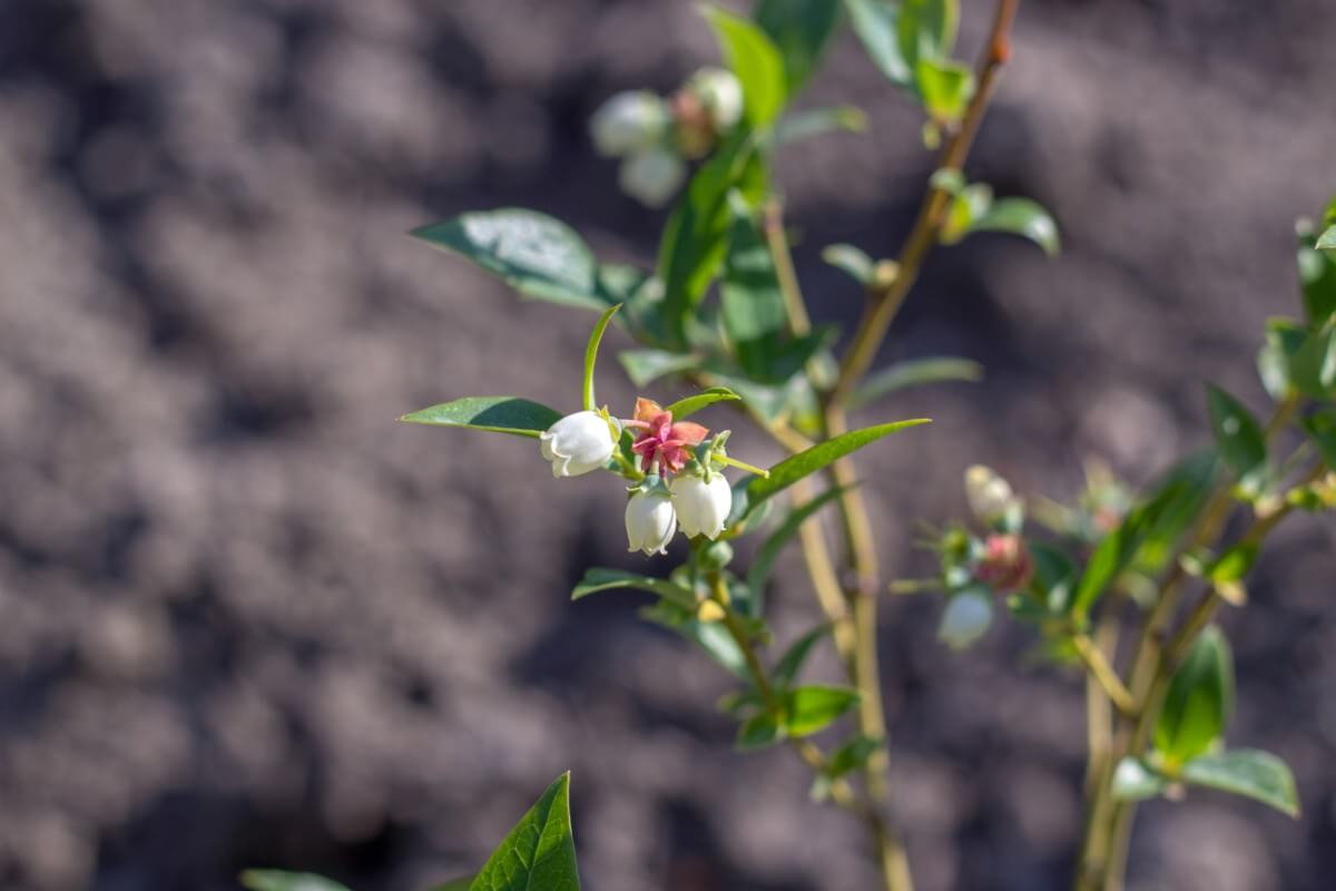 white and pink swamp doghobble blossoms similar to blueberry blossoms