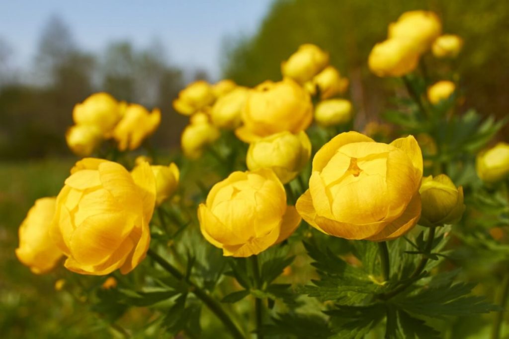 yellow rose-like globeflowers