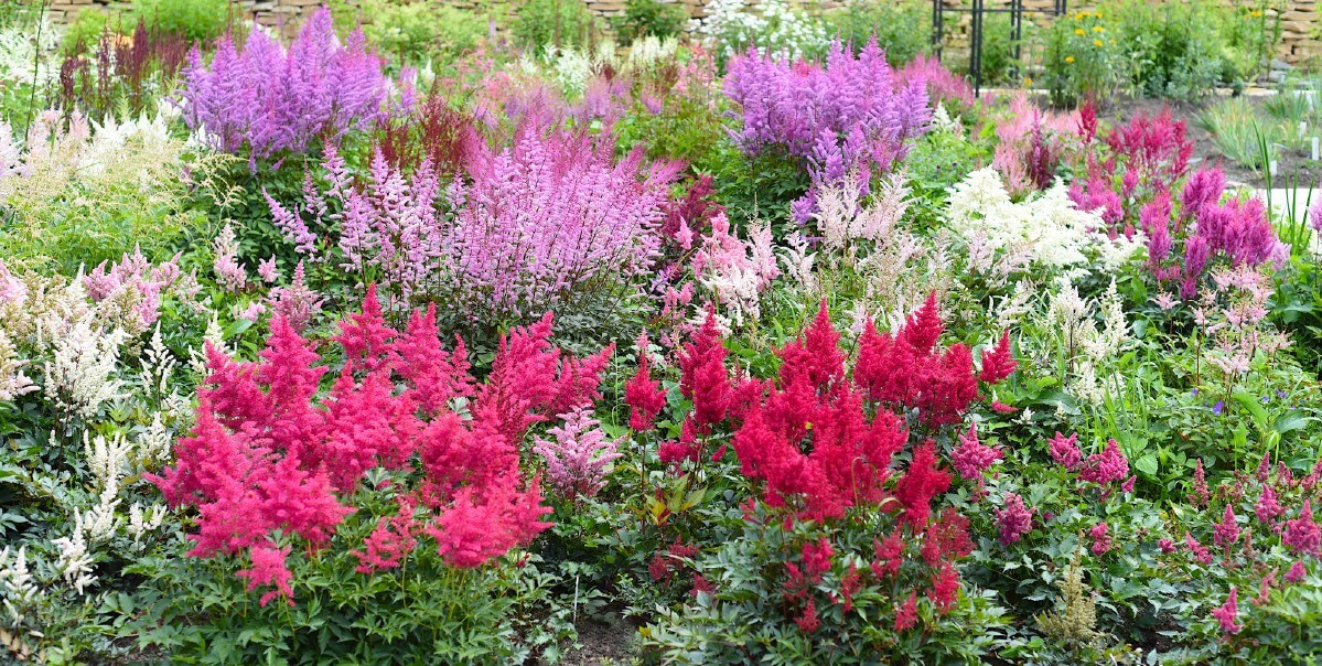 multiple varieties of astilbes in multiple colors planted together