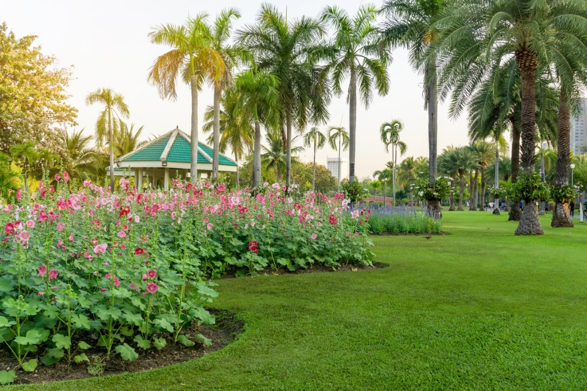 large hollyhock garden featured in landscape design