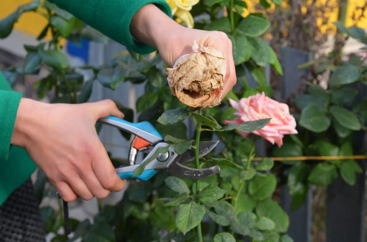 removing dead rose blossom