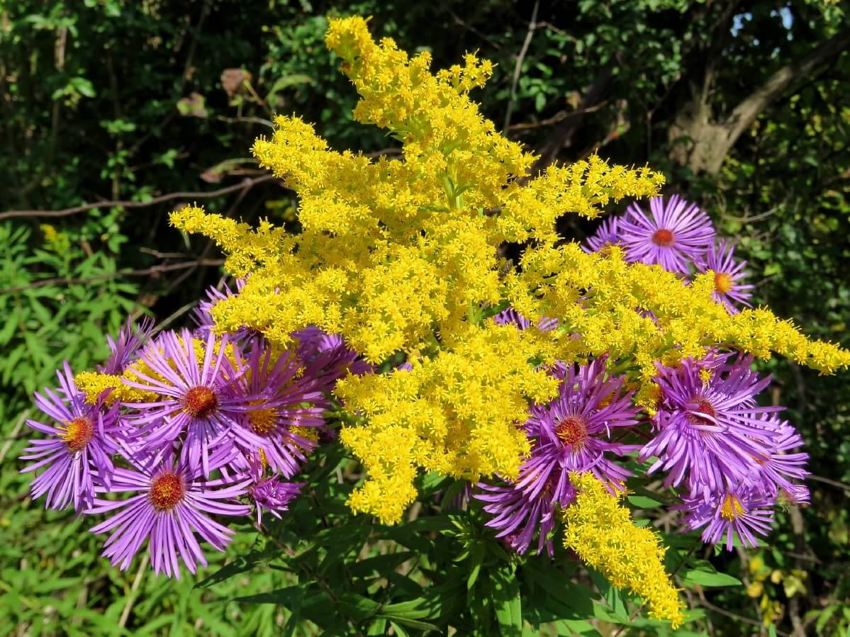 asters planted with bright yellow goldenrod