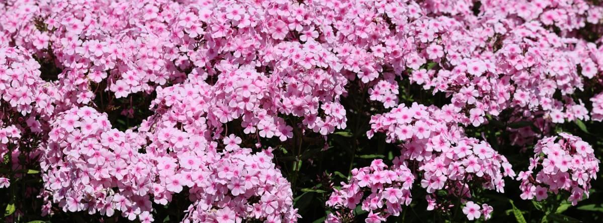 large clusters of phlox flowers