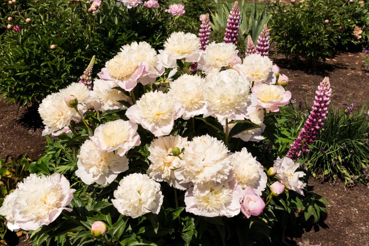 peonies planted with foxgloves