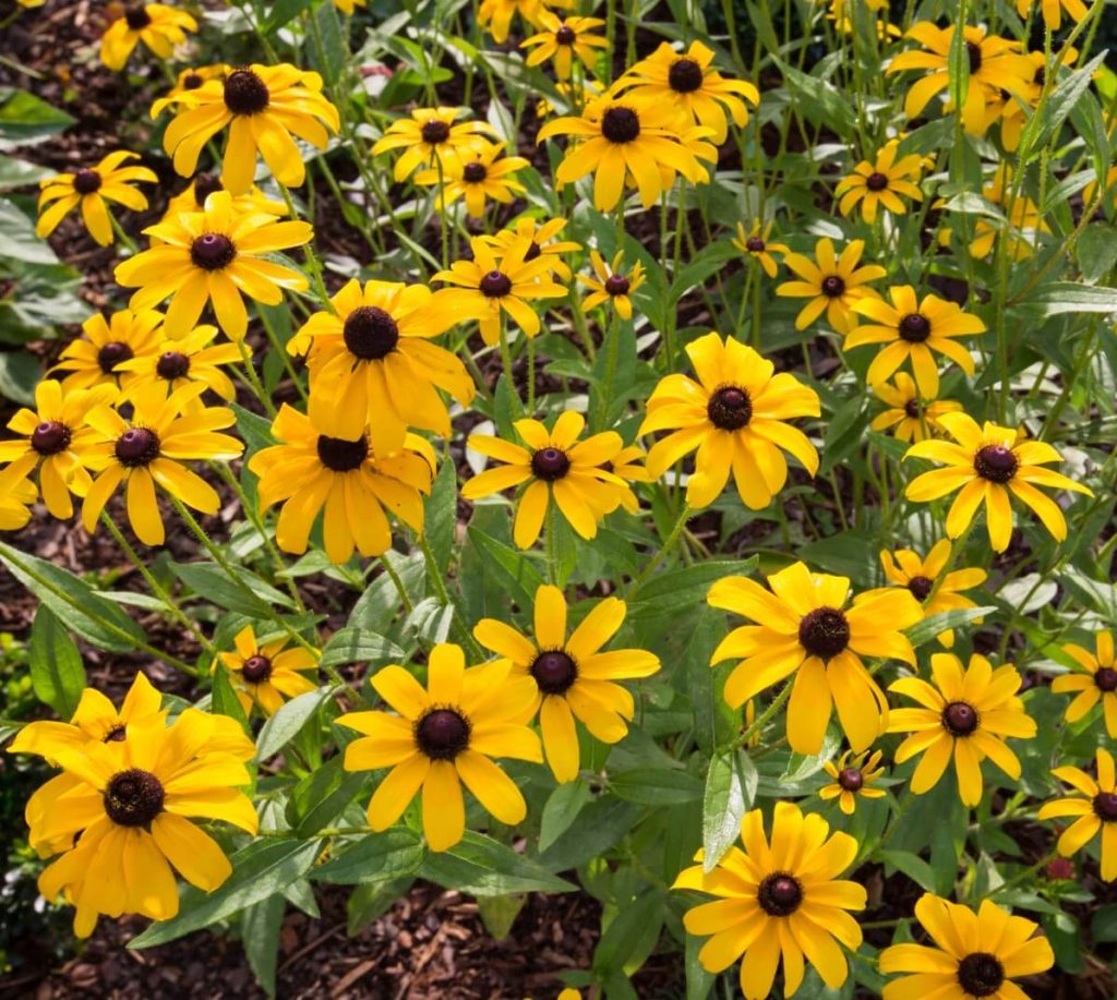 classic black-eye Susan flowers with yellow petals and dark brown centers