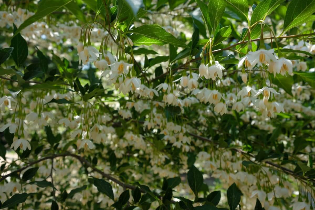 blossoms on snowdrop tree look like upside-down snowdrop flowers