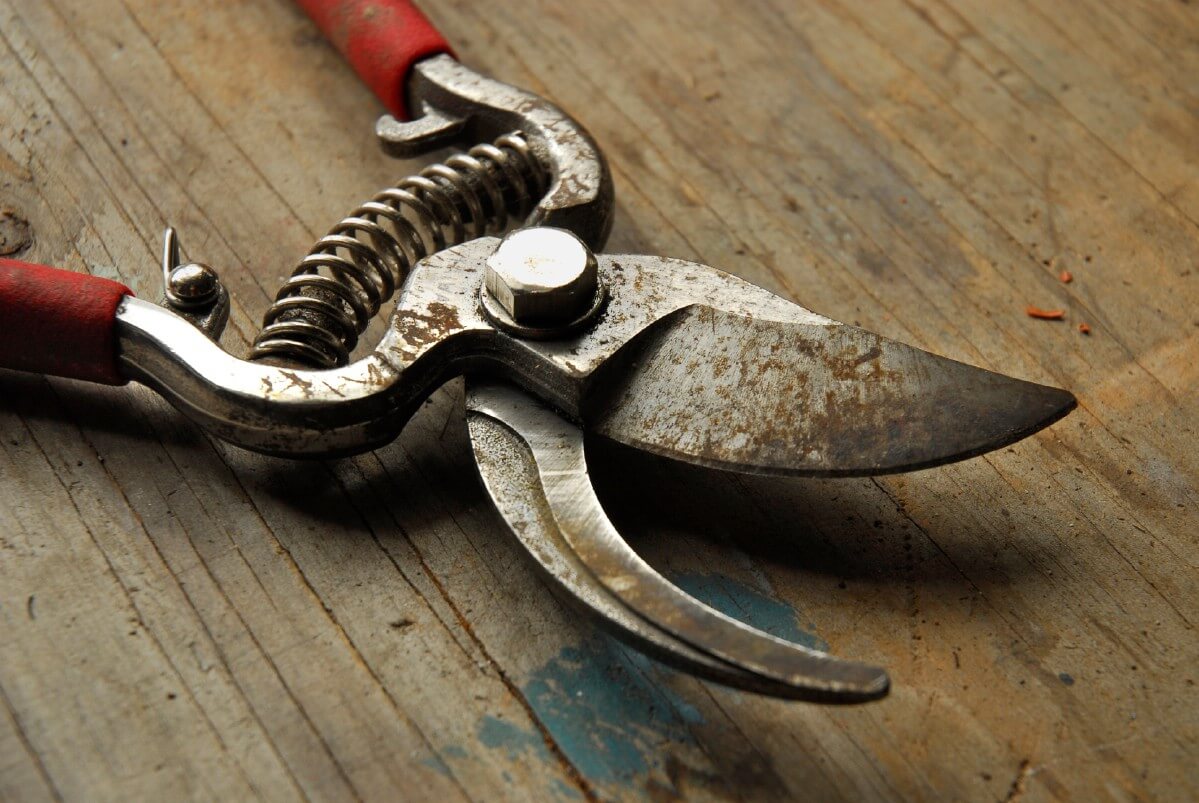 Tool Maintenance: How To Clean Garden Tools & Pruning Shears