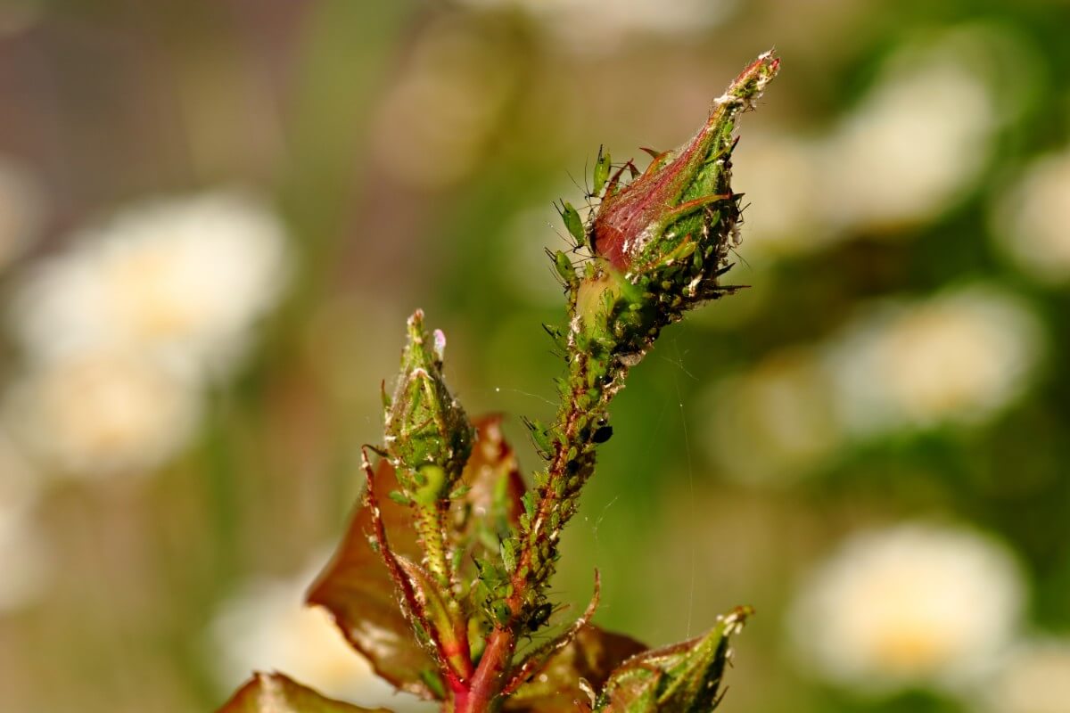 aphids climbing on unopened rose buds