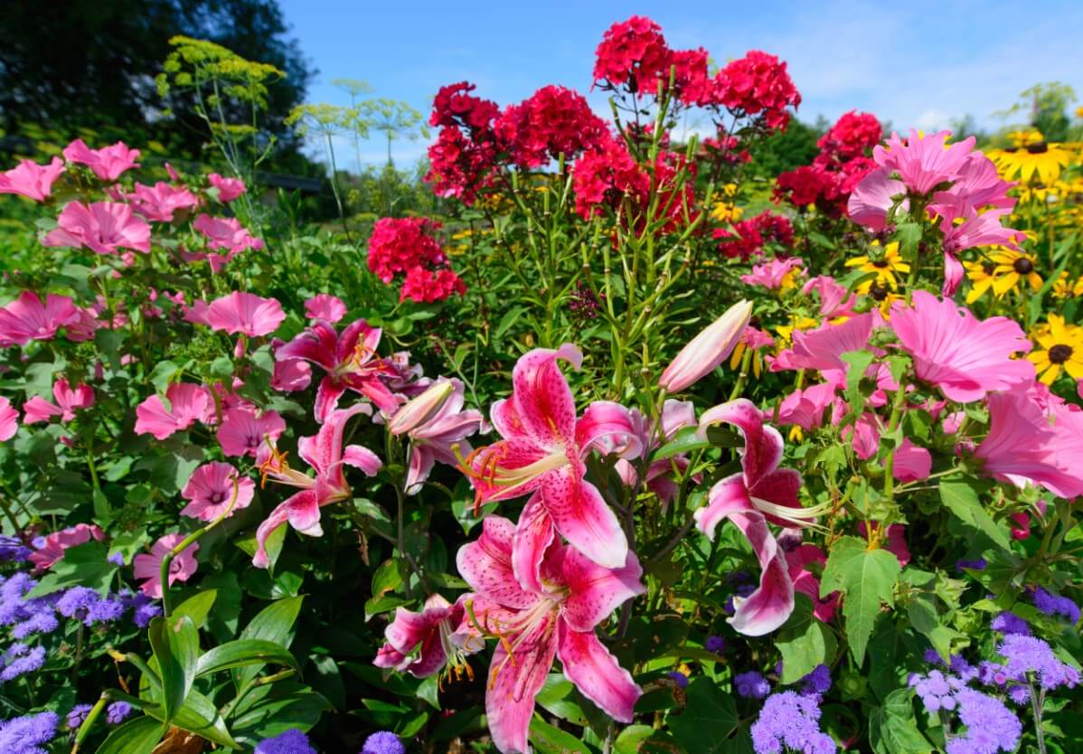 hollyhocks planted in mixed garden bed with pink lilies