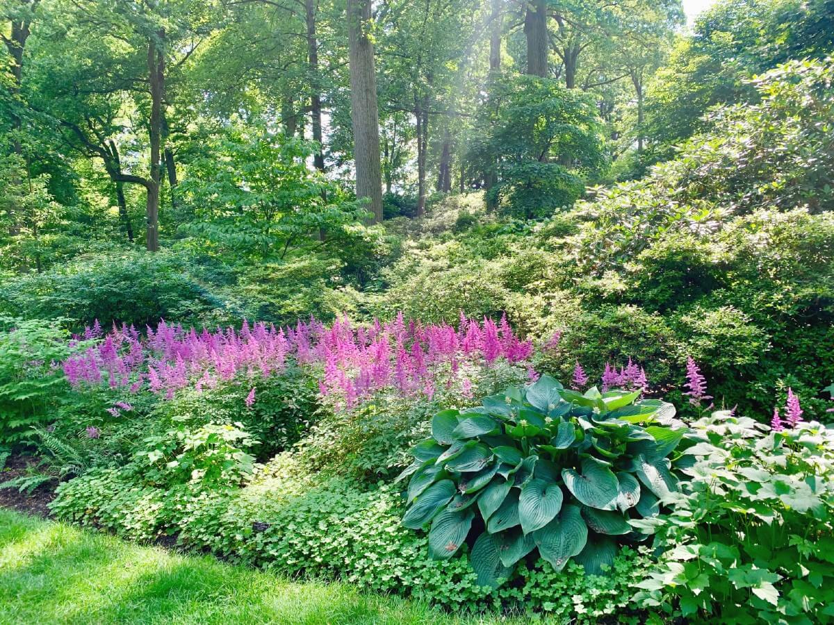 Astilbes in a mixed companion planting with hostas and other shade-loving perennials