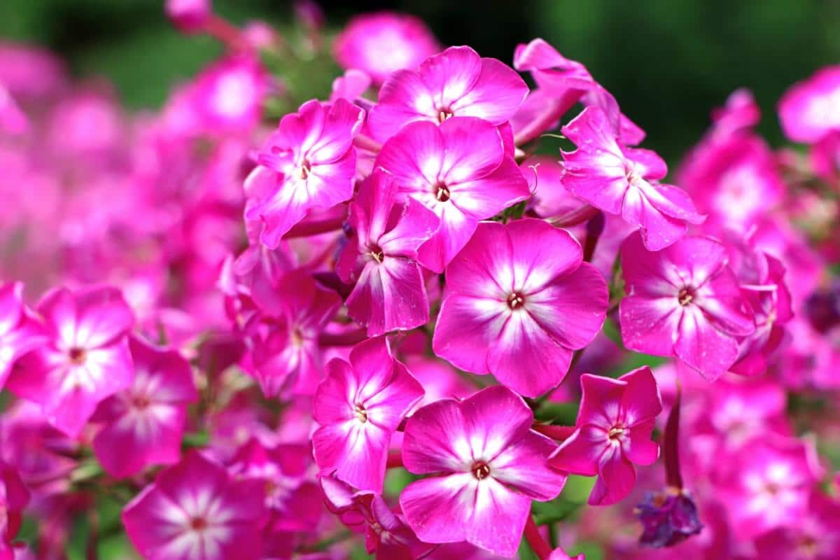 Bright pink tall phlox flowers