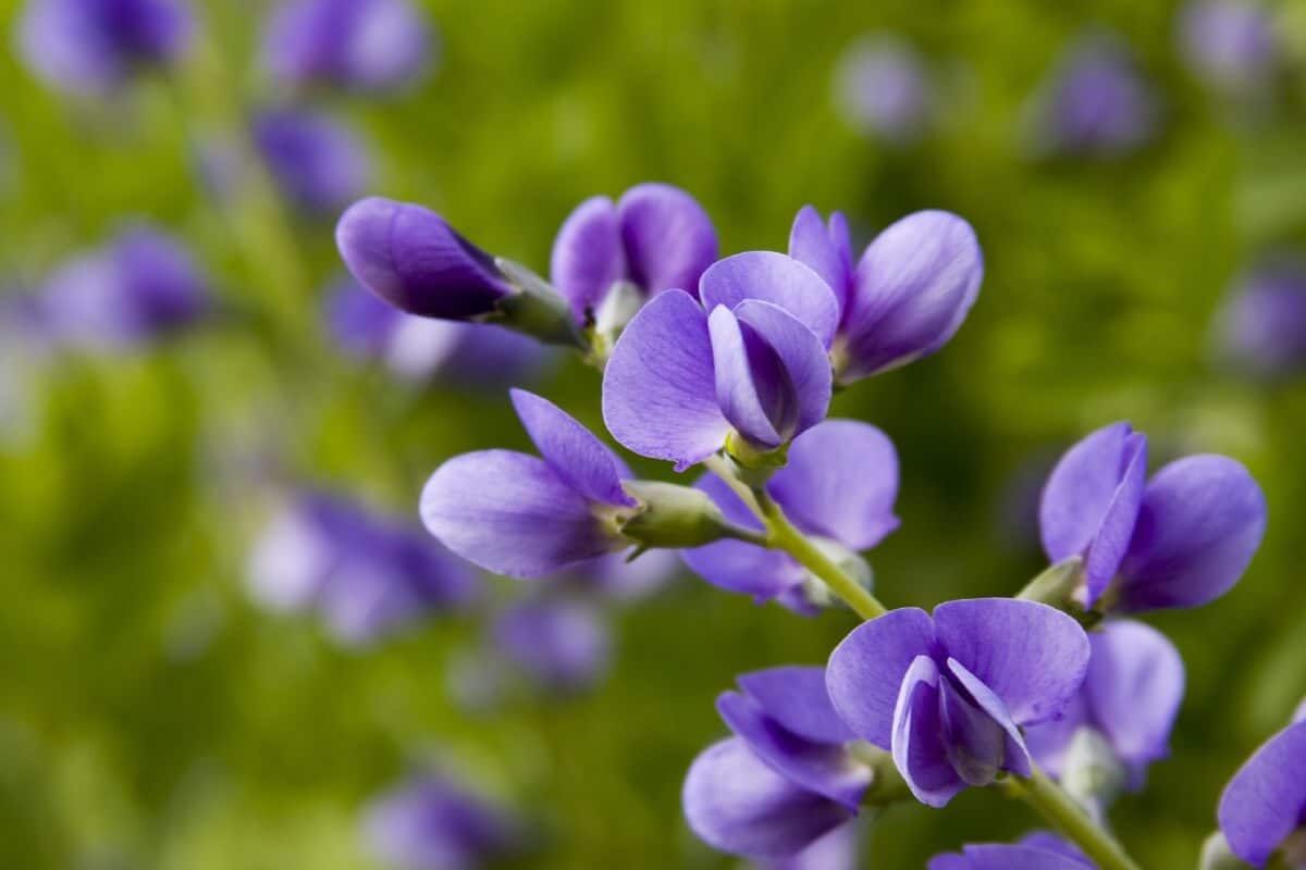 purple petals of false indigo flowers up close