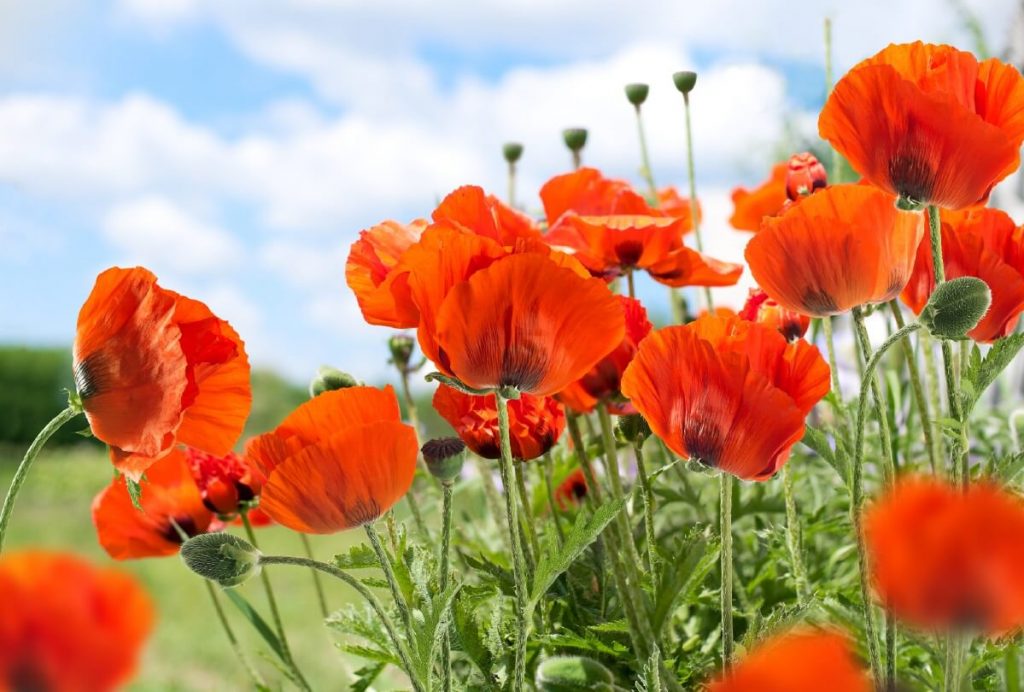 traditional papery orange oriental poppy flowers