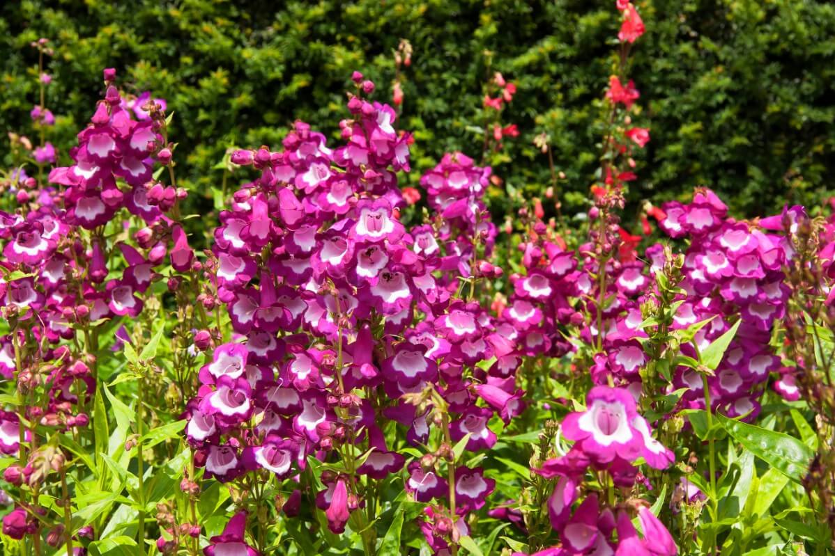 purple penstemon flowers with white accents