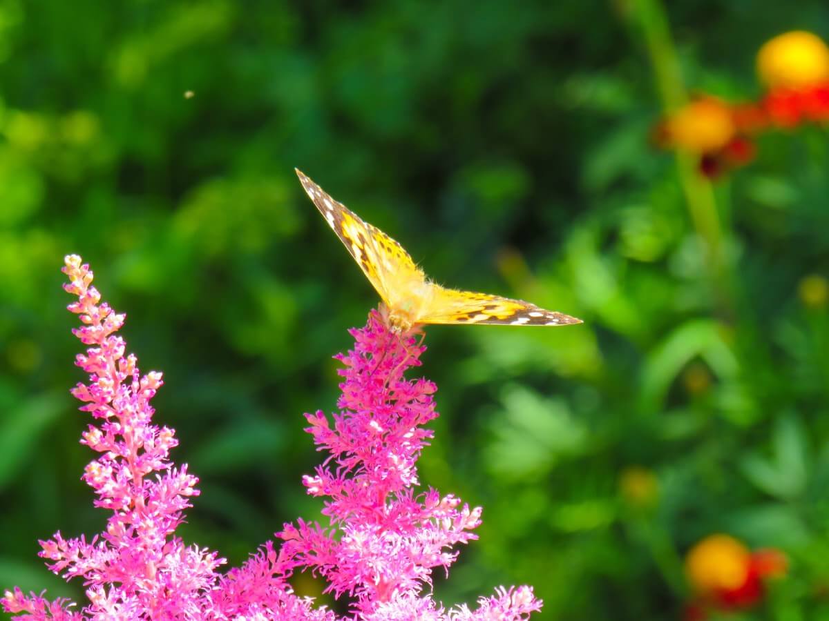 yellow butterfly on astilbe plant