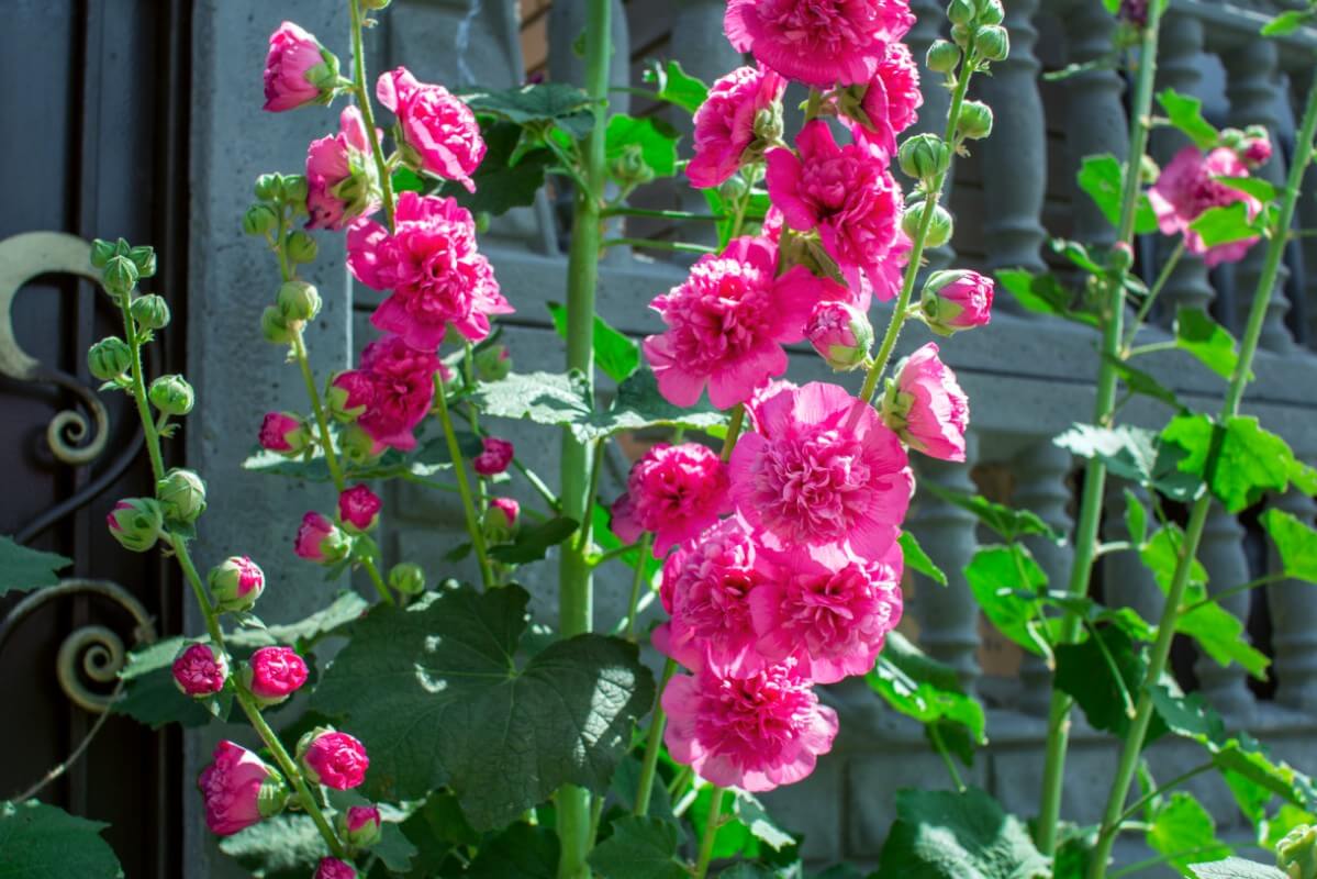 hybrid pink hollyhocks