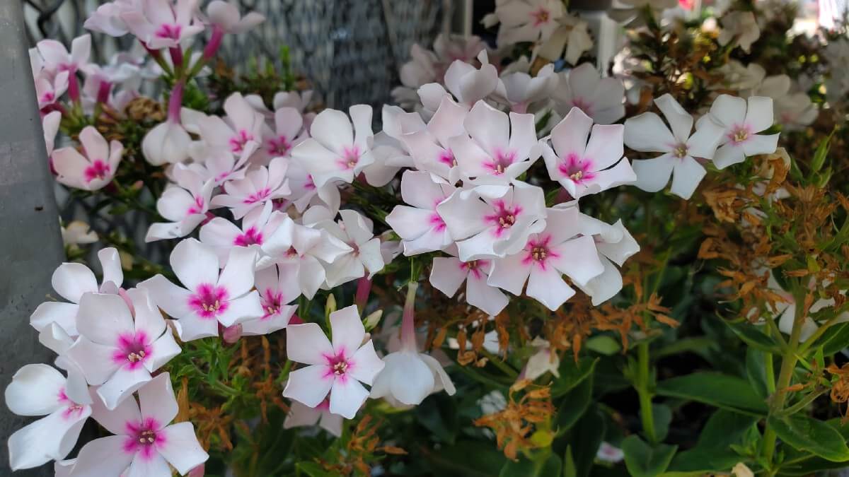 white phlox flowers with dark pink centers