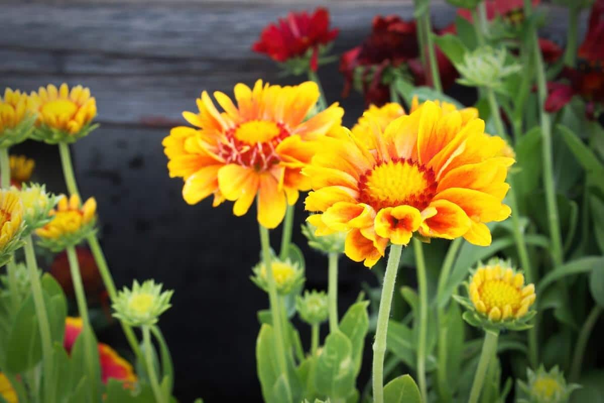 yellow and darker orange blanket flower blooms