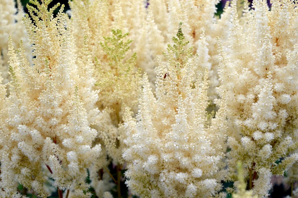 fluffy, feathery white Astilbe blossoms, AKA false goat's beard 