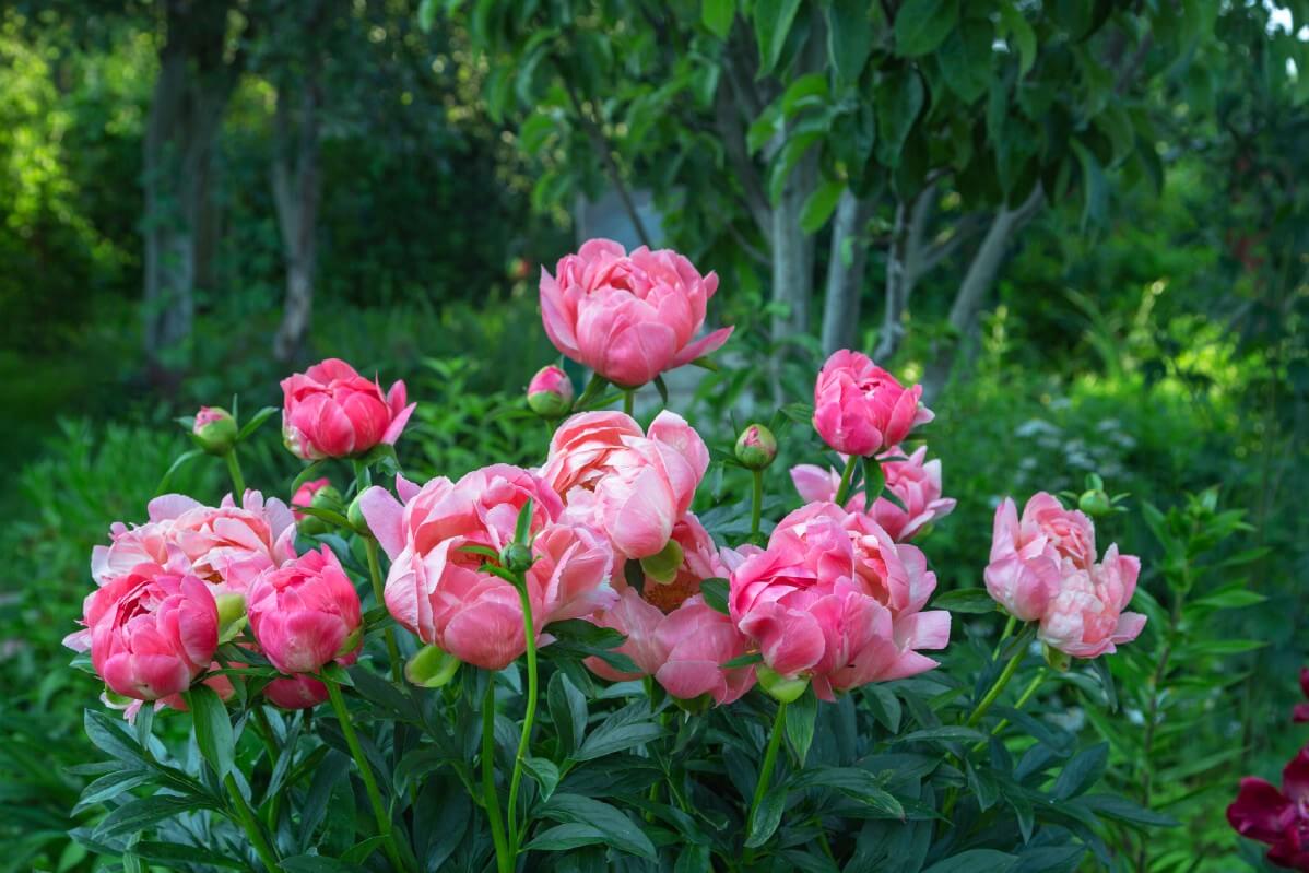 peonies in bud and bloom