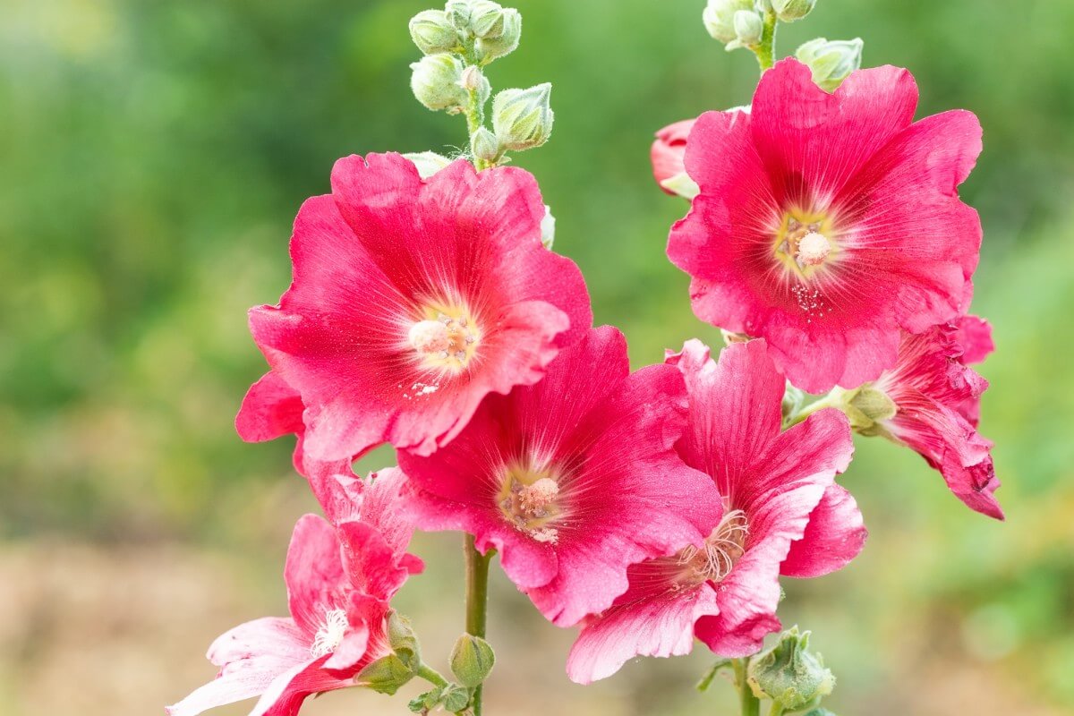 dark pink hollyhock blossoms