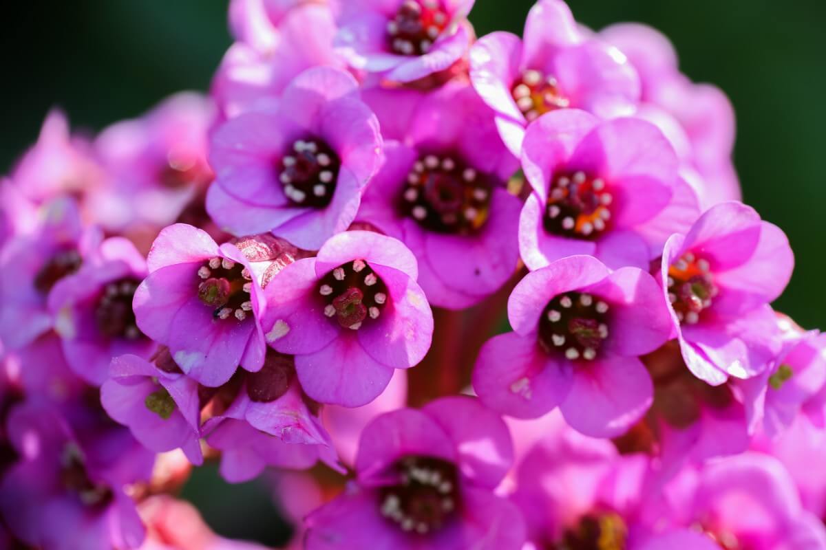 bell-like bergenia flowers, pink with darker pink centers and dotted stamens