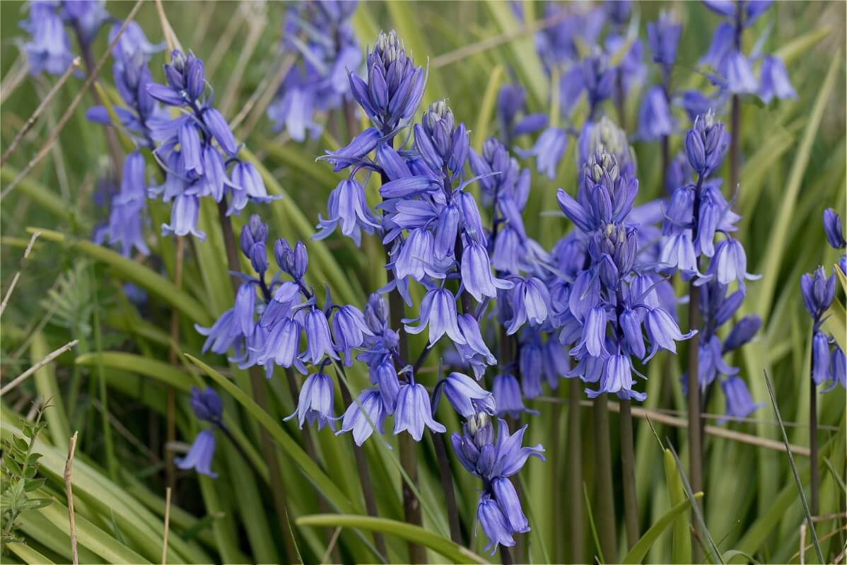 cluster of blue English bluebell flowers