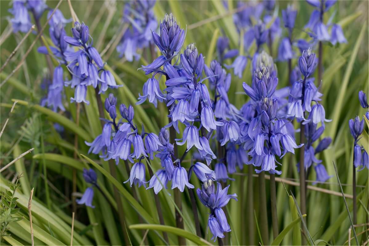 Flowers That Are Bells