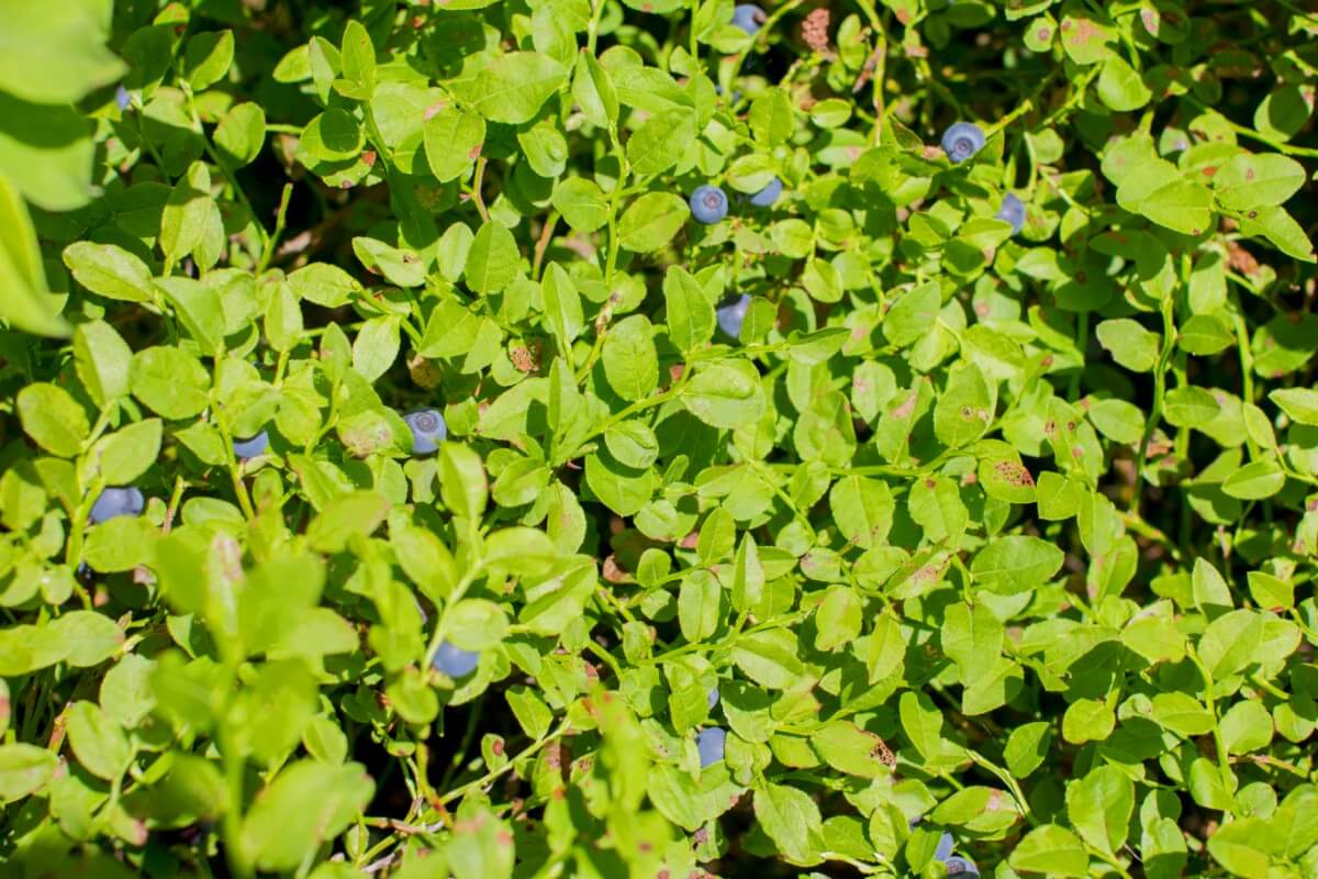 blueberry bushes with sparse yield