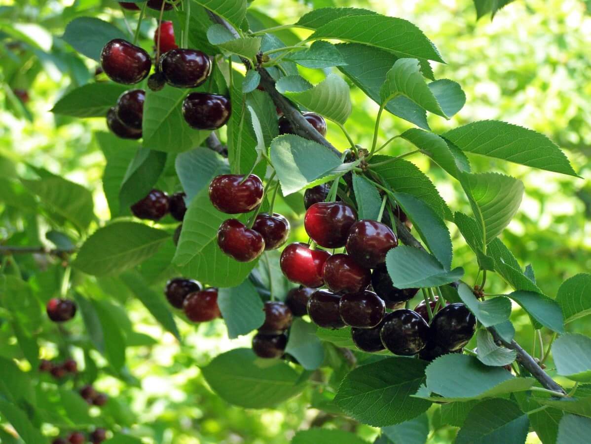 dark red cherries hanging down on cherry tree branches