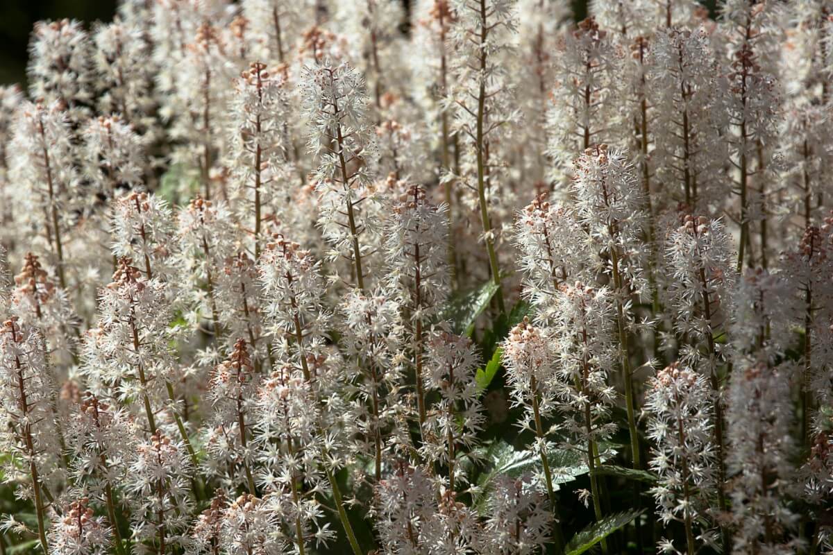 tall white spikes of cascading Foamflower