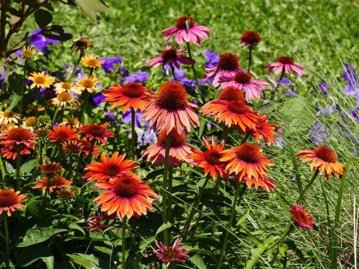 coneflowers in varying colors in garden