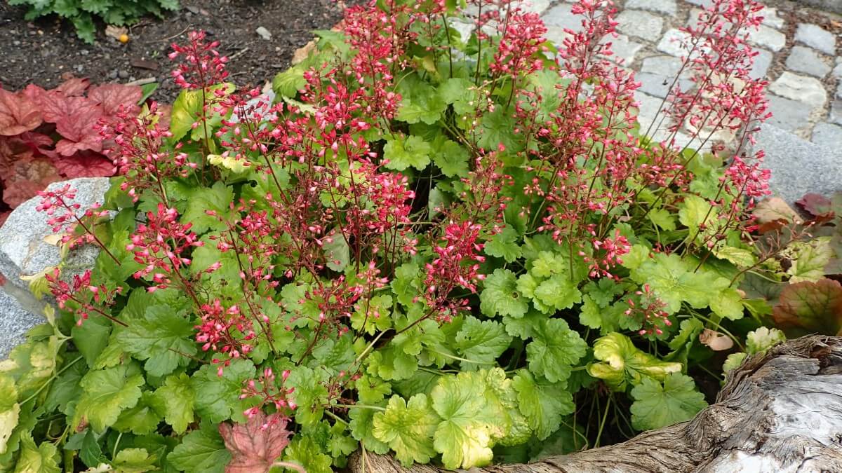 cluster of green-leafed, pink-blossomed coral bells