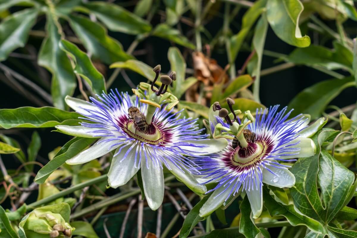 passionflower climbing plant blooms