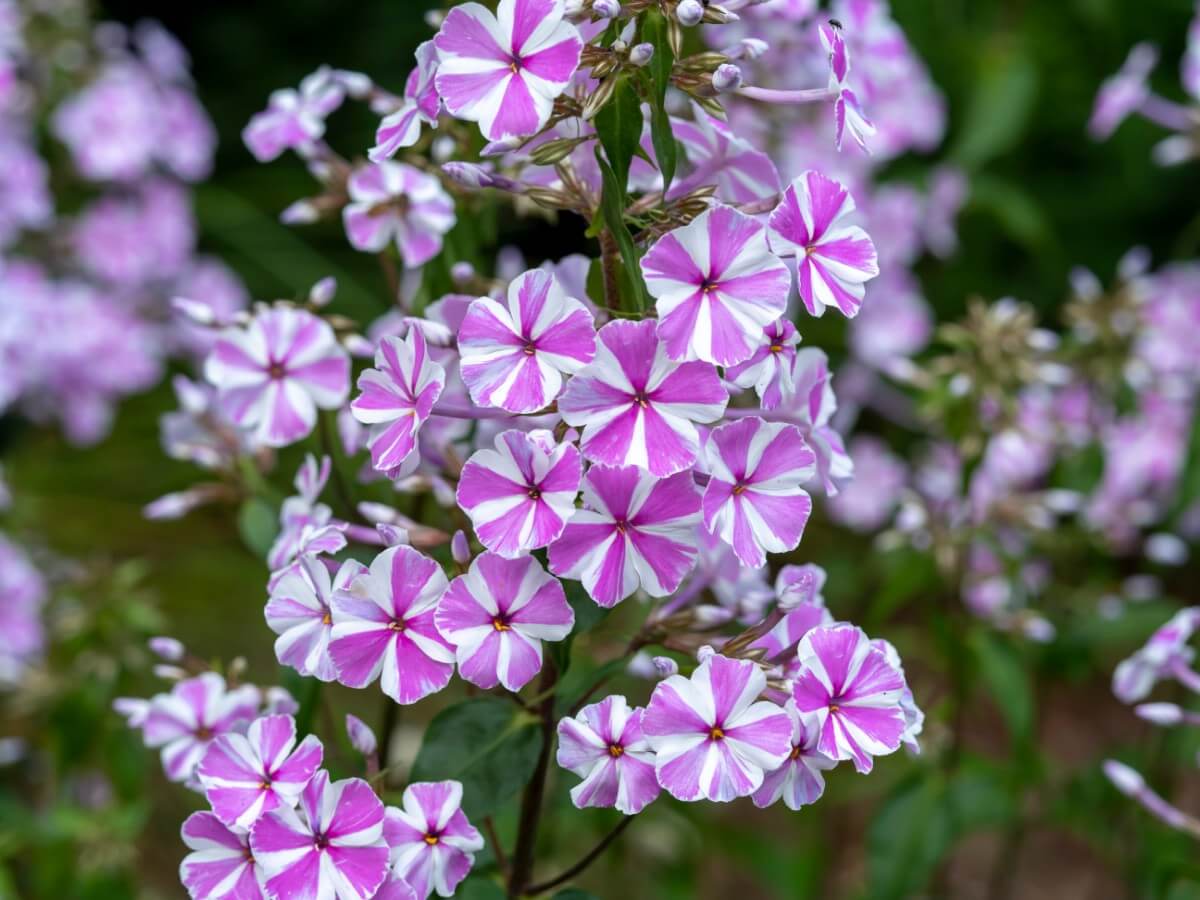 pink phlox flowers with white strips