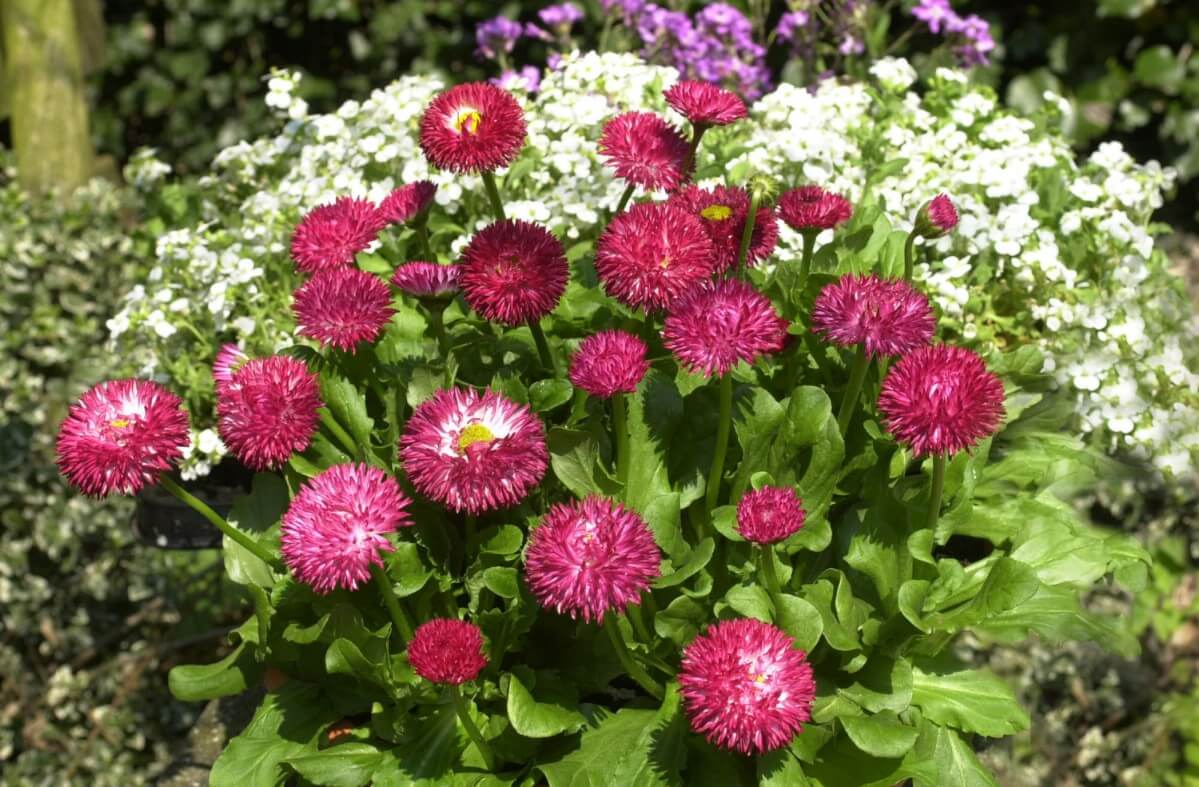 dark pink aster flowers against white companion plant