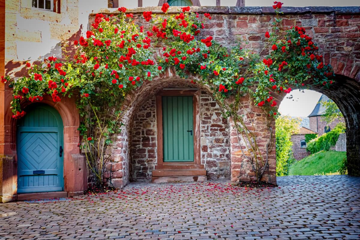 climbing red roses arching over brick doorways