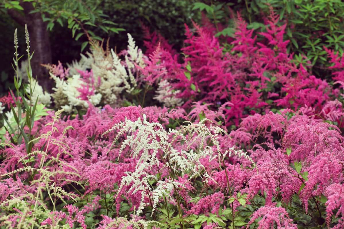 dark pink, light pink, and white astilbes in a mixed planting