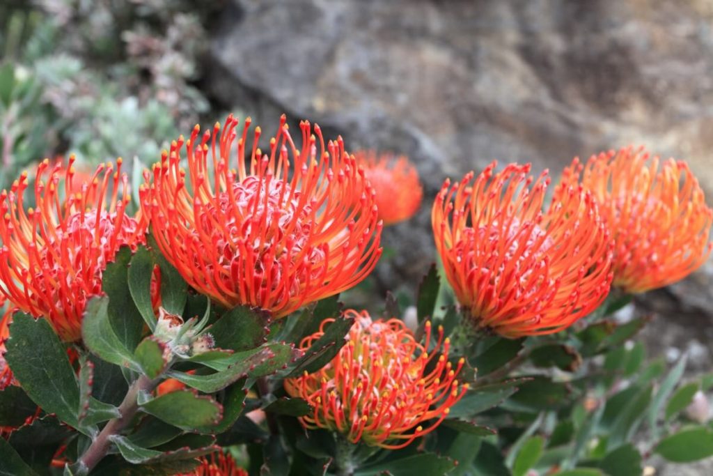 pincushion flowers look like a cushion full of pink pins