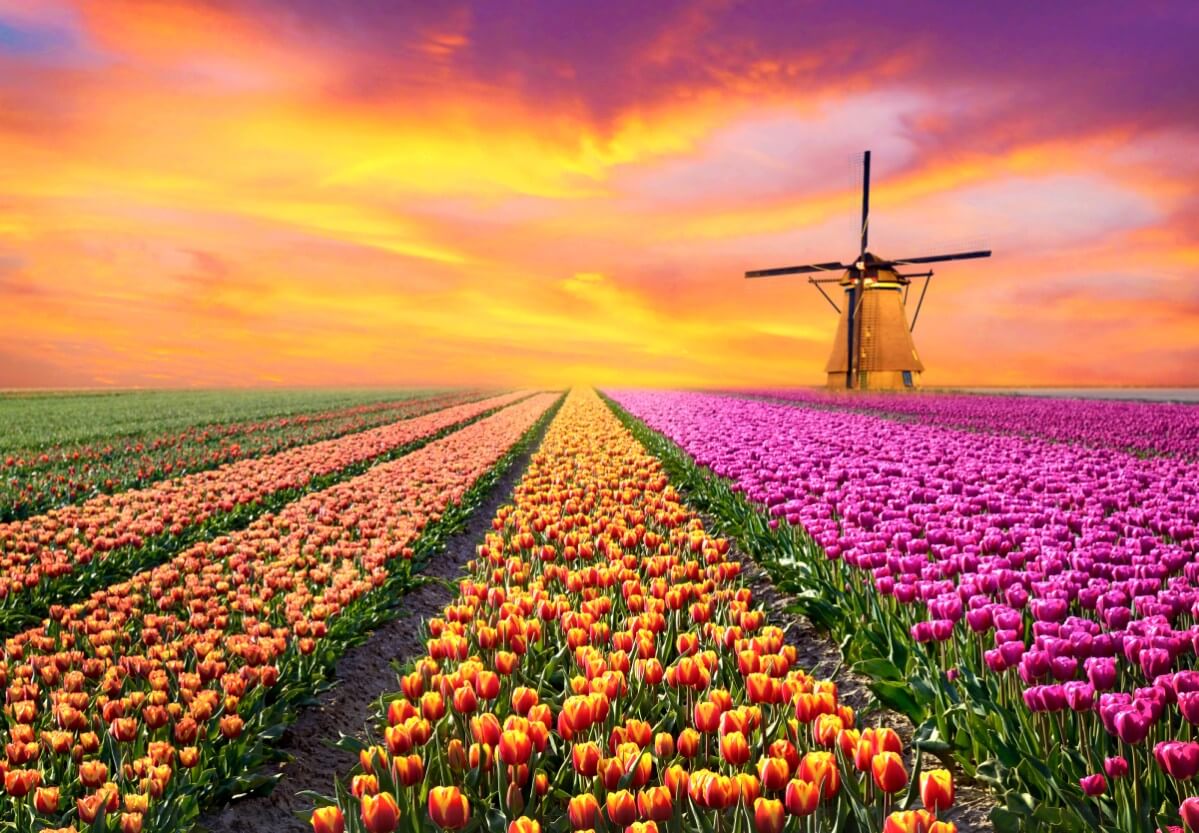 field of long, wide rows of tulips in bloom