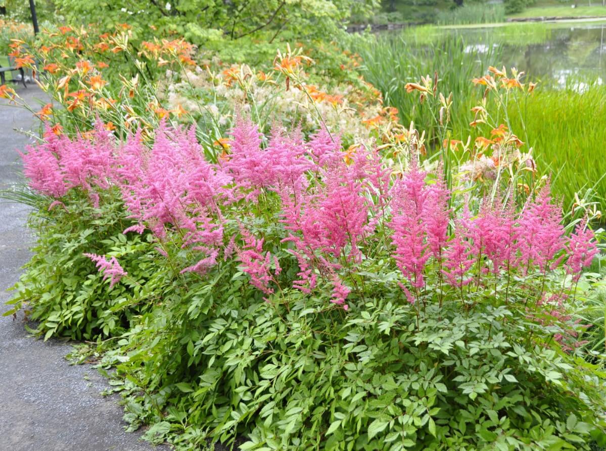 pretty pink astilbes along a walkway near blooming lilies 